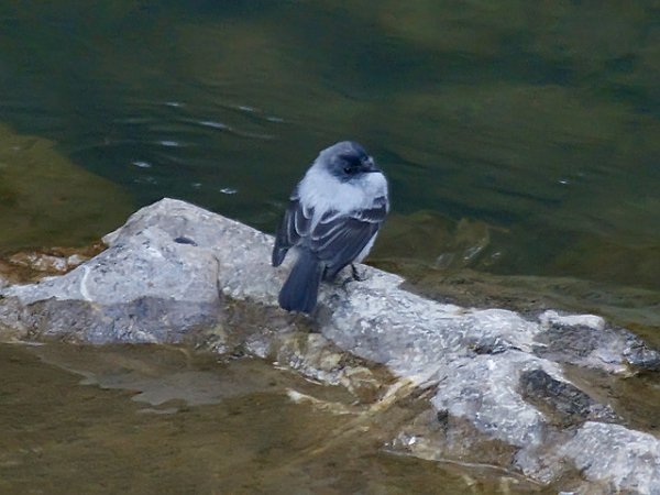 Photo (1): Torrent Tyrannulet
