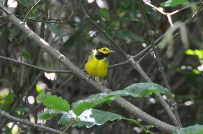 Photo (18): Hooded Warbler