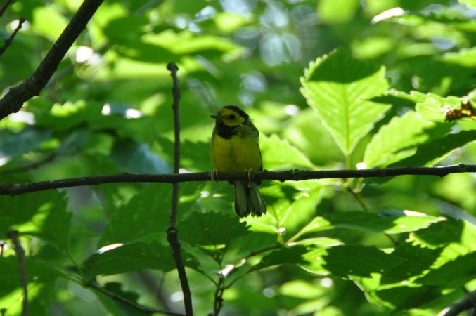 Photo (16): Hooded Warbler