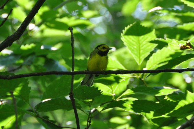 Photo (17): Hooded Warbler