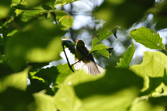 Photo (15): Hooded Warbler