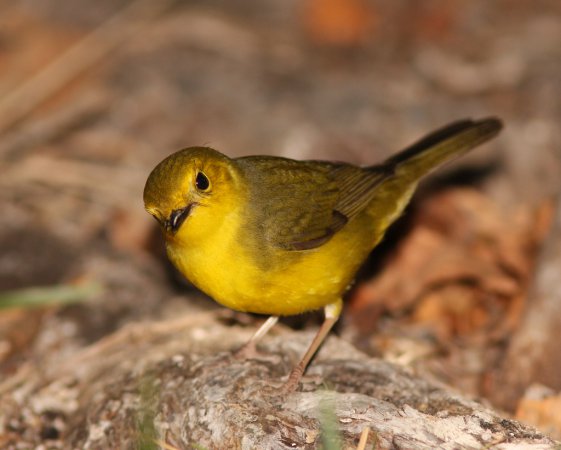 Photo (19): Hooded Warbler