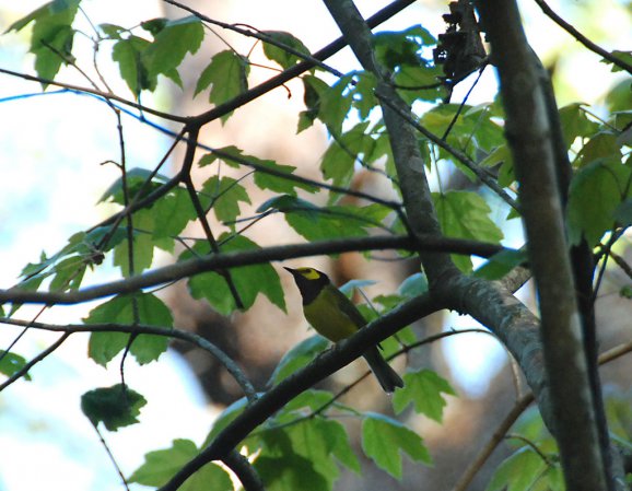 Photo (13): Hooded Warbler