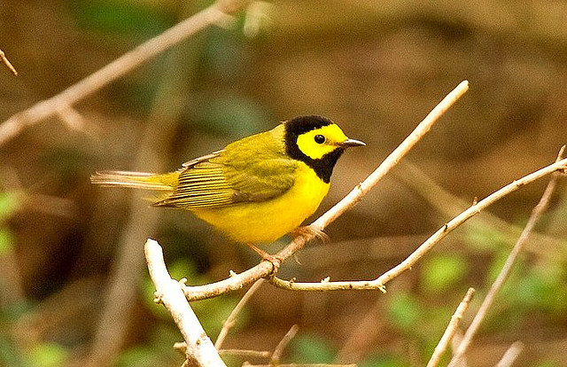 Photo (7): Hooded Warbler