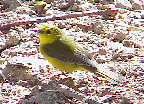 Photo (20): Hooded Warbler