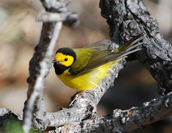Photo (1): Hooded Warbler