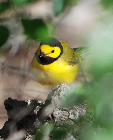 Photo (12): Hooded Warbler