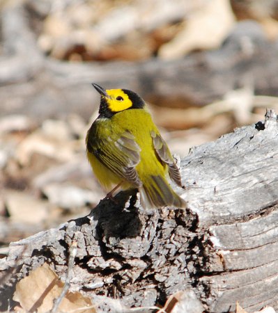 Photo (5): Hooded Warbler