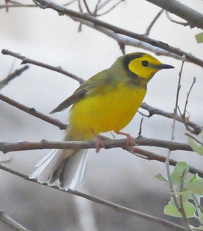 Photo (2): Hooded Warbler