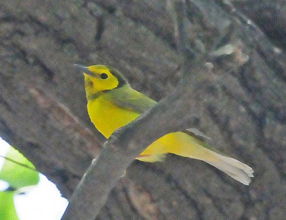 Photo (4): Hooded Warbler