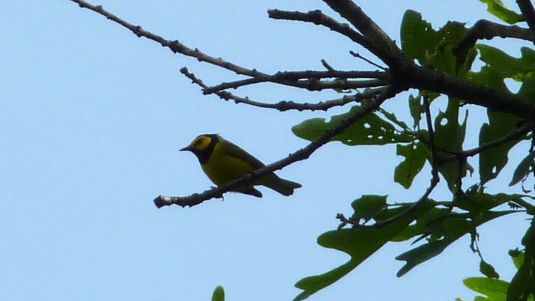 Photo (14): Hooded Warbler