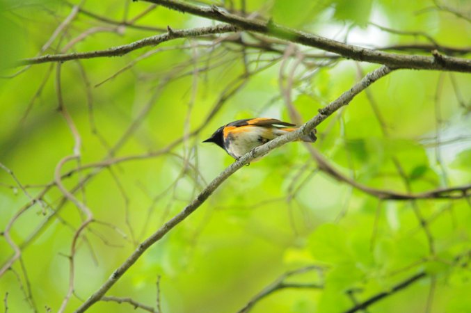 Photo (20): American Redstart