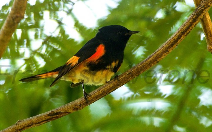Photo (16): American Redstart
