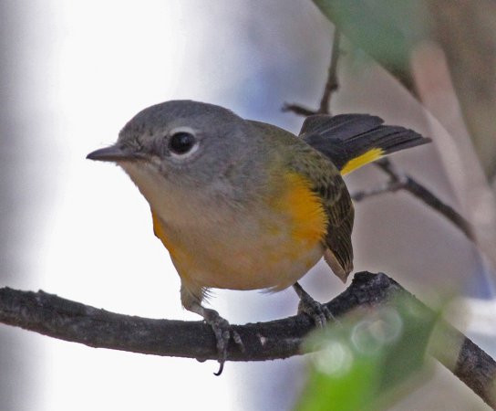 Photo (17): American Redstart