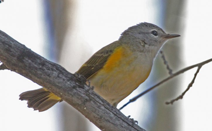 Photo (19): American Redstart