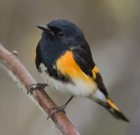 Photo (1): American Redstart