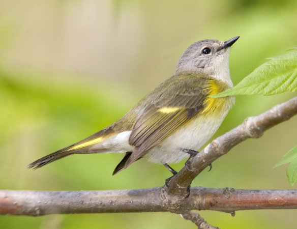 Photo (8): American Redstart
