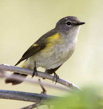 Photo (2): American Redstart