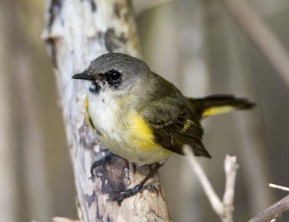 Photo (22): American Redstart