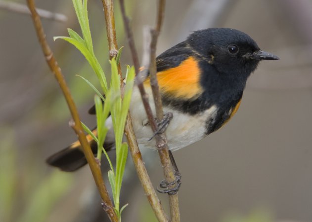Photo (7): American Redstart