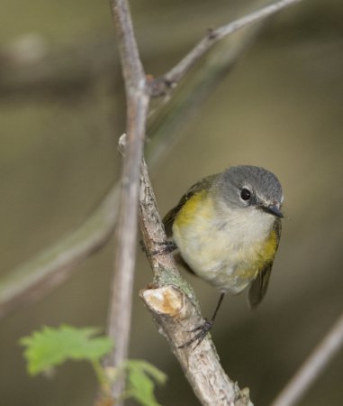 Photo (15): American Redstart