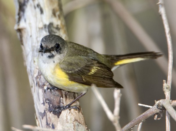 Photo (23): American Redstart