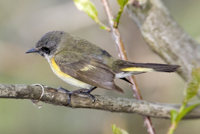 Photo (21): American Redstart