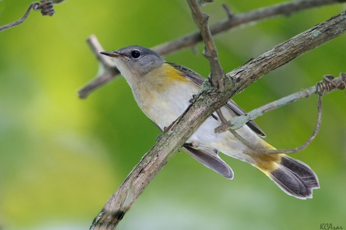Photo (10): American Redstart