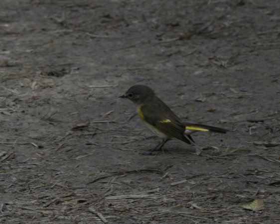 Photo (18): American Redstart