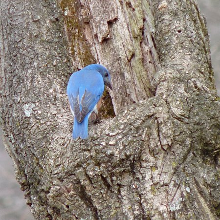 Photo (16): Eastern Bluebird