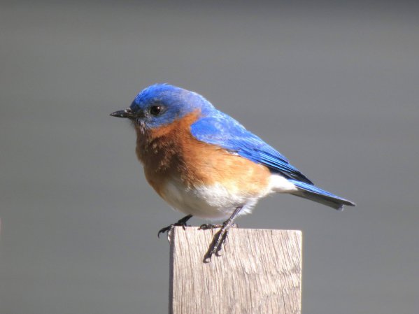 Photo (5): Eastern Bluebird
