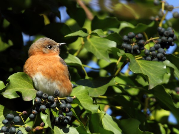 Photo (2): Eastern Bluebird
