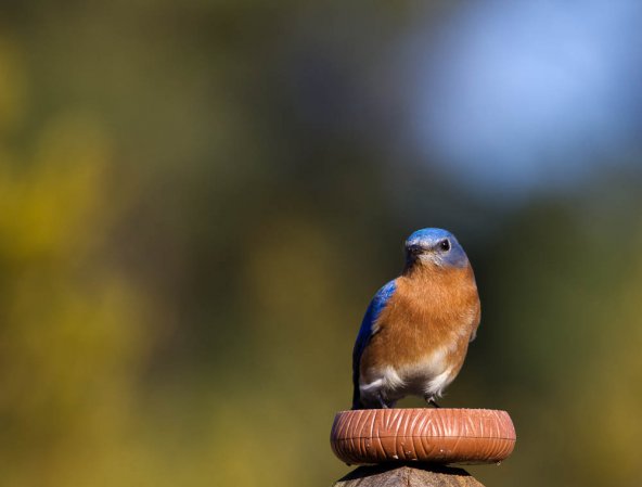 Photo (8): Eastern Bluebird