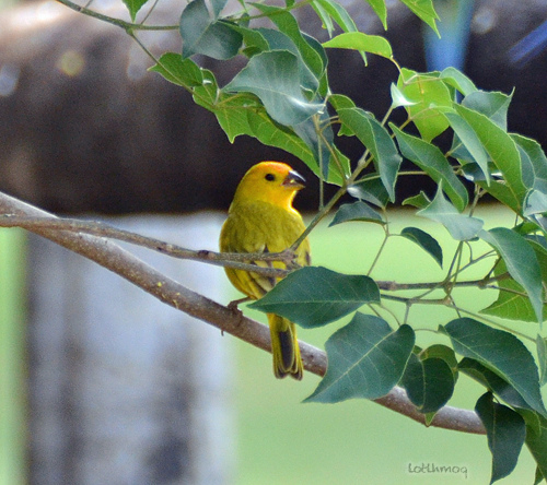 Photo (11): Saffron Finch