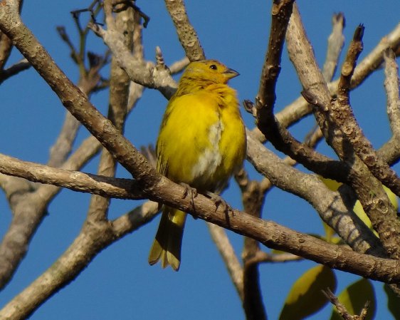 Photo (4): Saffron Finch