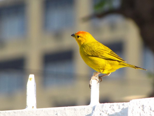 Photo (3): Saffron Finch