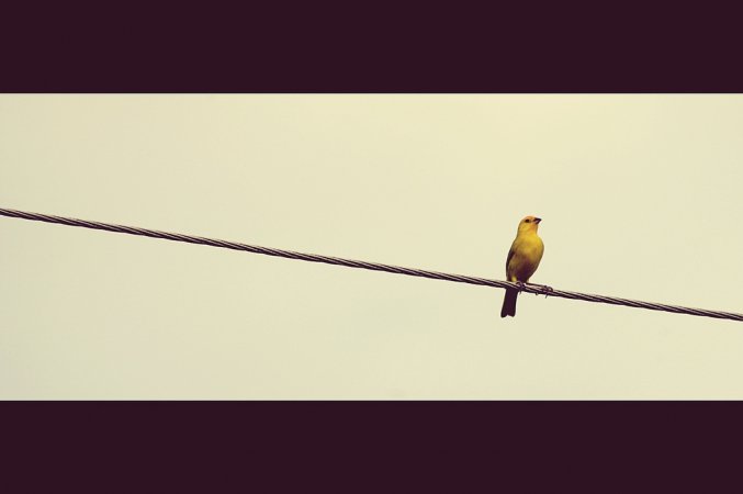 Photo (8): Saffron Finch