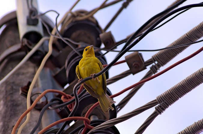 Photo (5): Saffron Finch