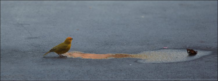 Photo (12): Saffron Finch