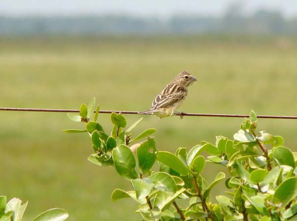 Photo (14): Grassland Yellow-Finch