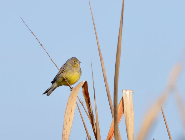 Photo (4): Grassland Yellow-Finch