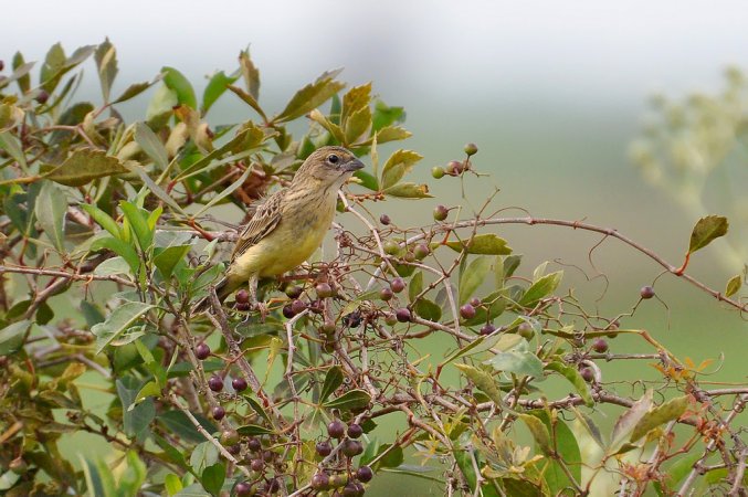Photo (6): Grassland Yellow-Finch