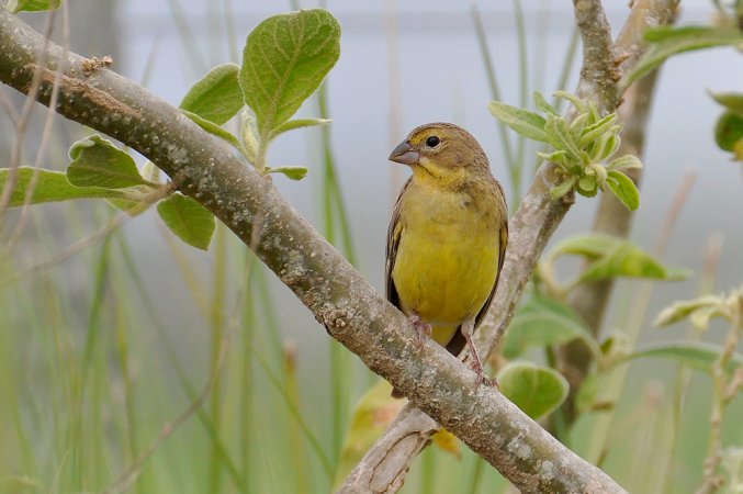 Photo (1): Grassland Yellow-Finch