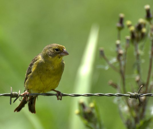 Photo (3): Grassland Yellow-Finch