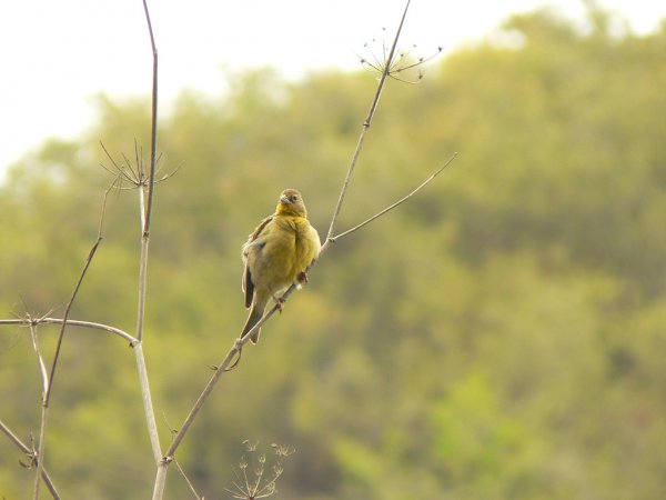 Photo (13): Grassland Yellow-Finch