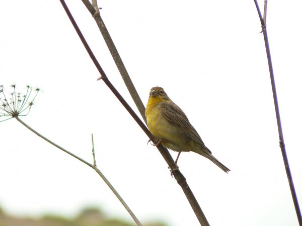 Photo (7): Grassland Yellow-Finch