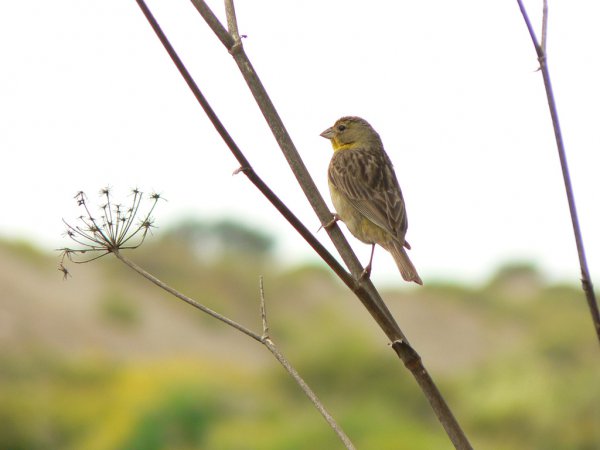 Photo (11): Grassland Yellow-Finch