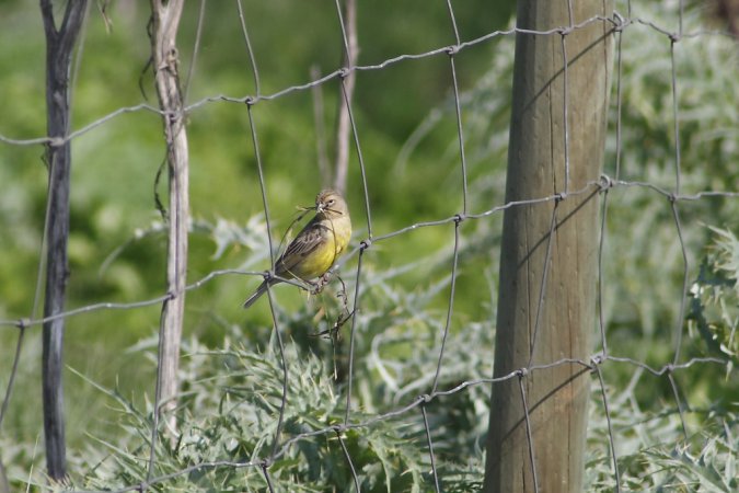 Photo (12): Grassland Yellow-Finch