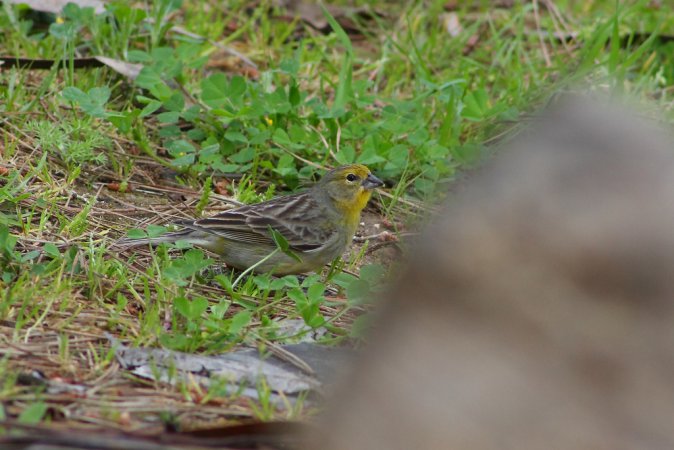 Photo (9): Grassland Yellow-Finch