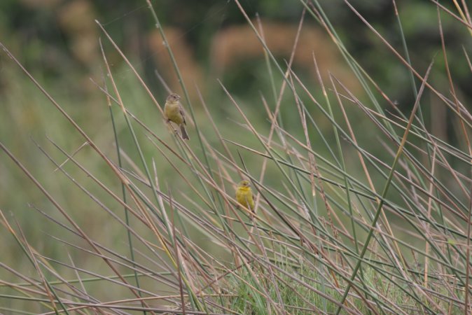 Photo (8): Grassland Yellow-Finch